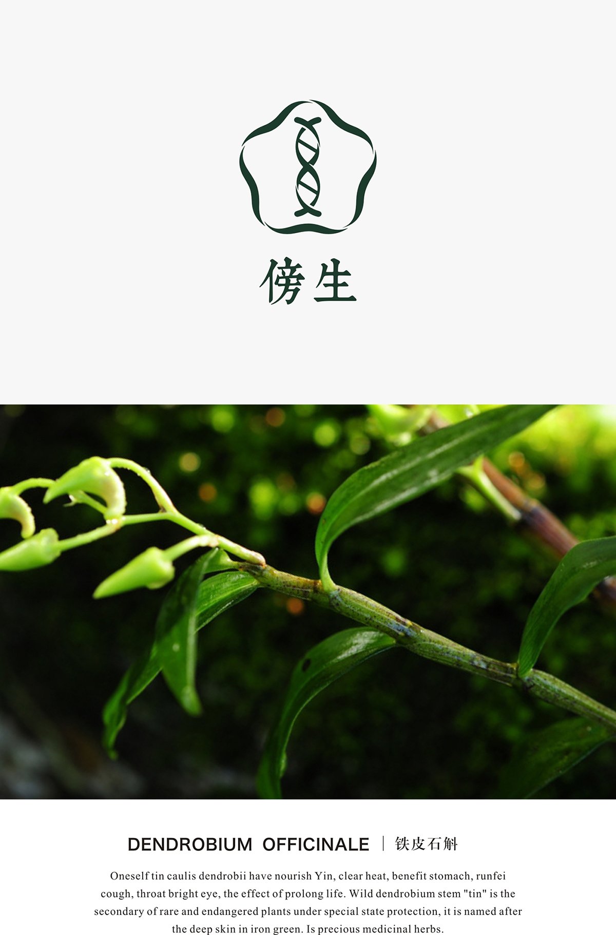 深圳VI設(shè)計  深圳VI策劃  鐵皮石斛VI形象設(shè)計展示   標志設(shè)計